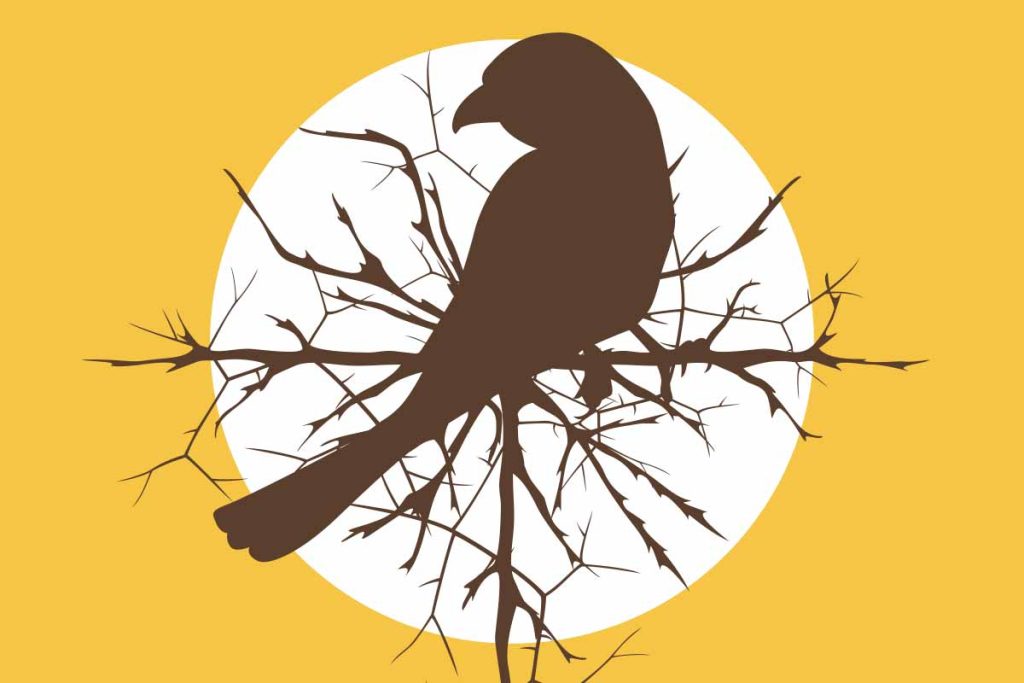 Loggerhead shrike silhouetted against thorn brambles and the setting sun.