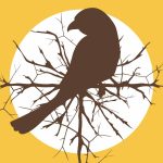 Loggerhead shrike silhouetted against thorn brambles and the setting sun.