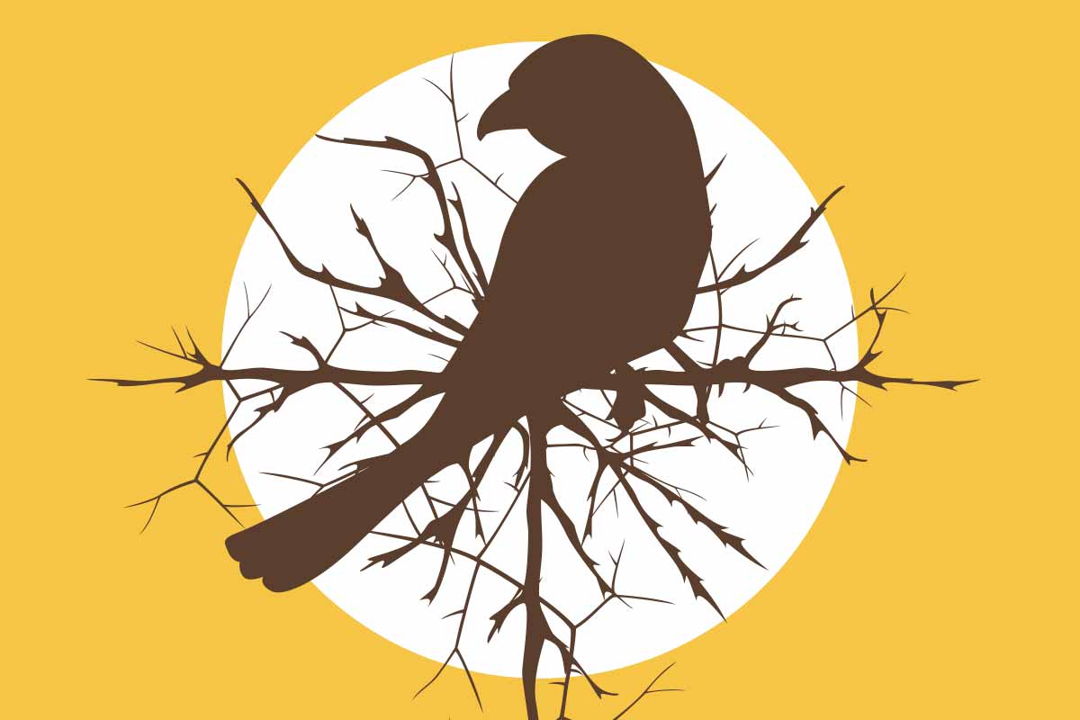 Loggerhead shrike silhouetted against thorn brambles and the setting sun.
